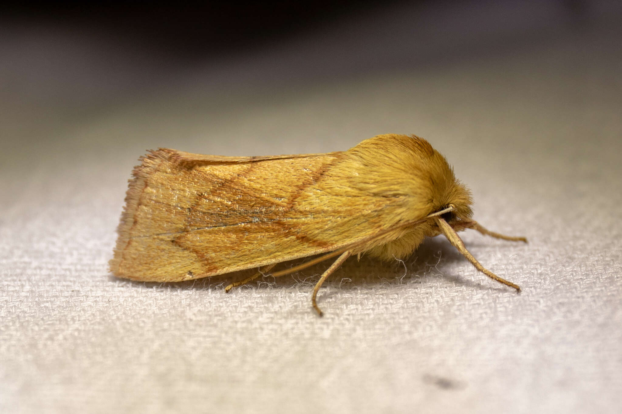 Image of V-lined Quaker Moth