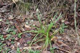 Image de Carex fuscula d'Urv.