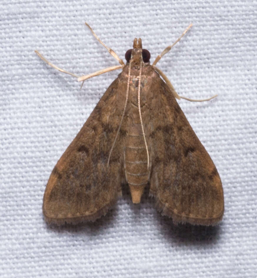 Image of Dusky Herpetogramma