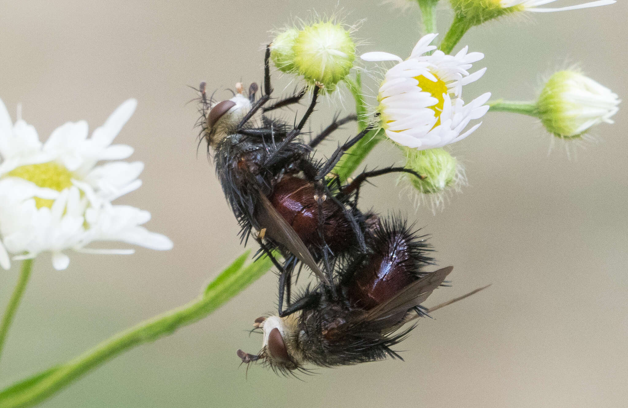 صورة Juriniopsis adusta (Wulp 1890)