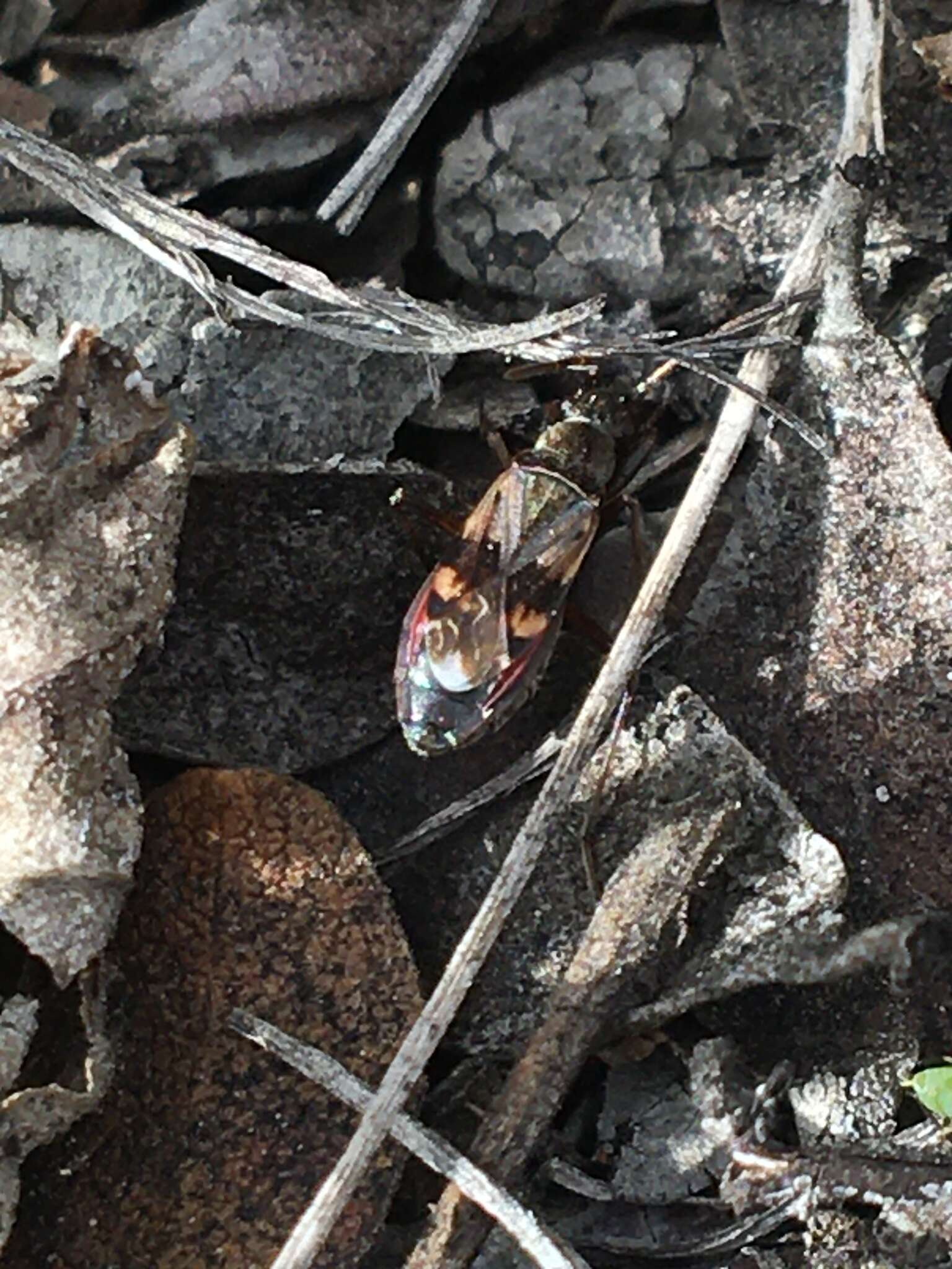 Ligyrocoris sylvestris Linnaeus & C. 1758 resmi