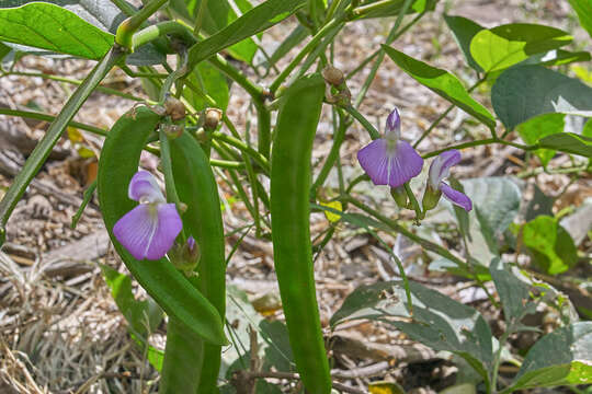 Imagem de Canavalia ensiformis (L.) DC.