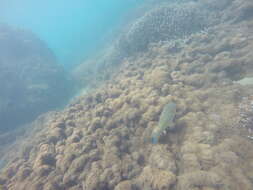 Image of Blue Trim Parrotfish