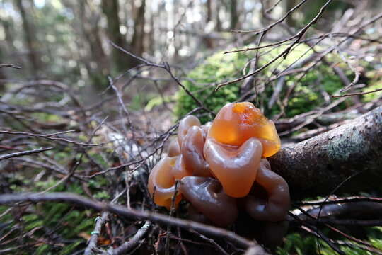 Image of Phaeotremella fimbriata (Pers.) Spirin & Malysheva