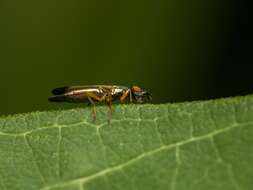 Image of Eumetopiella rufipes (Macquart 1847)