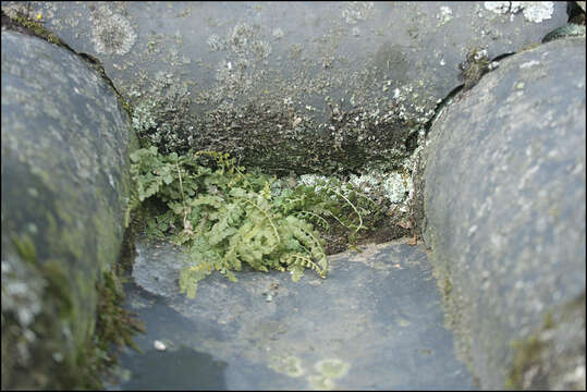 Image of Maidenhair Spleenwort