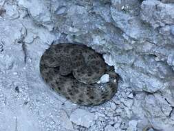 صورة Crotalus mitchellii (Cope 1861)