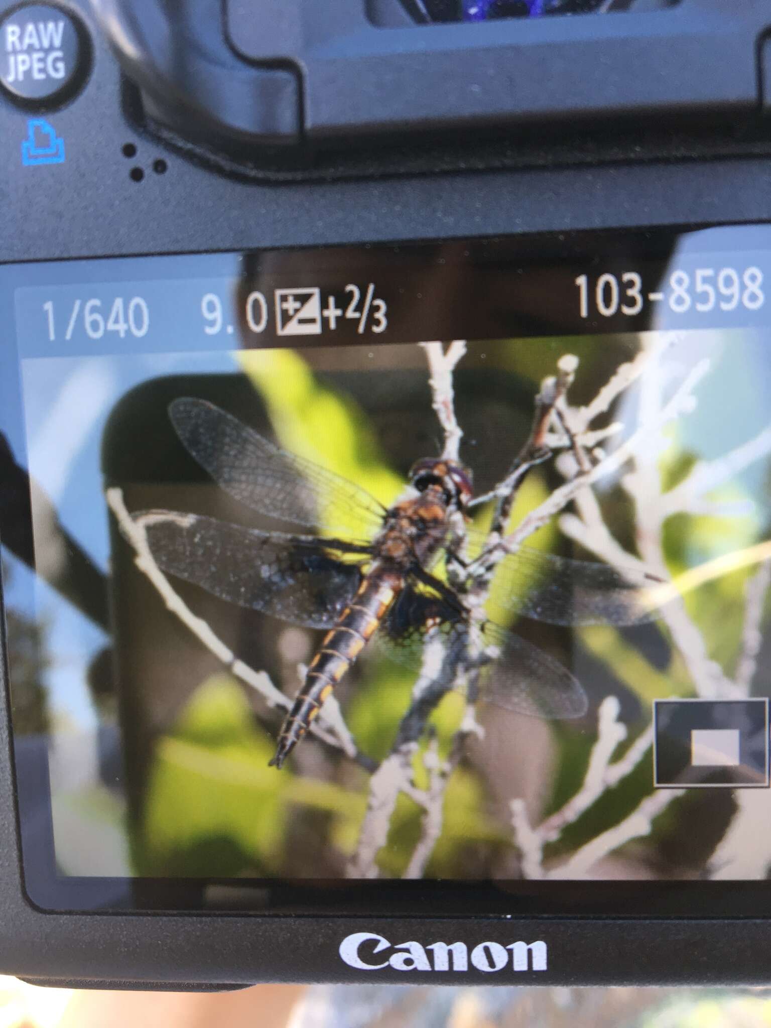 Image of Mantled Baskettail