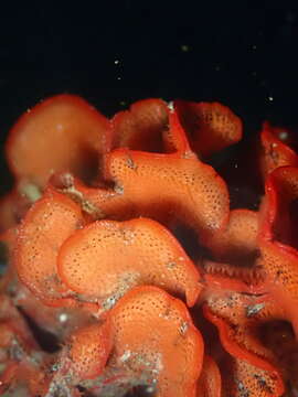 Image of Marine bryozoan