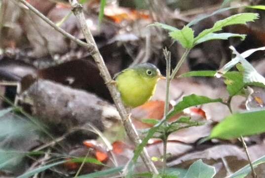 Image of Martens's Warbler