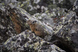 Image of Alpine Pika