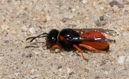 Image of Odynerus cinnabarinus Bohart 1939