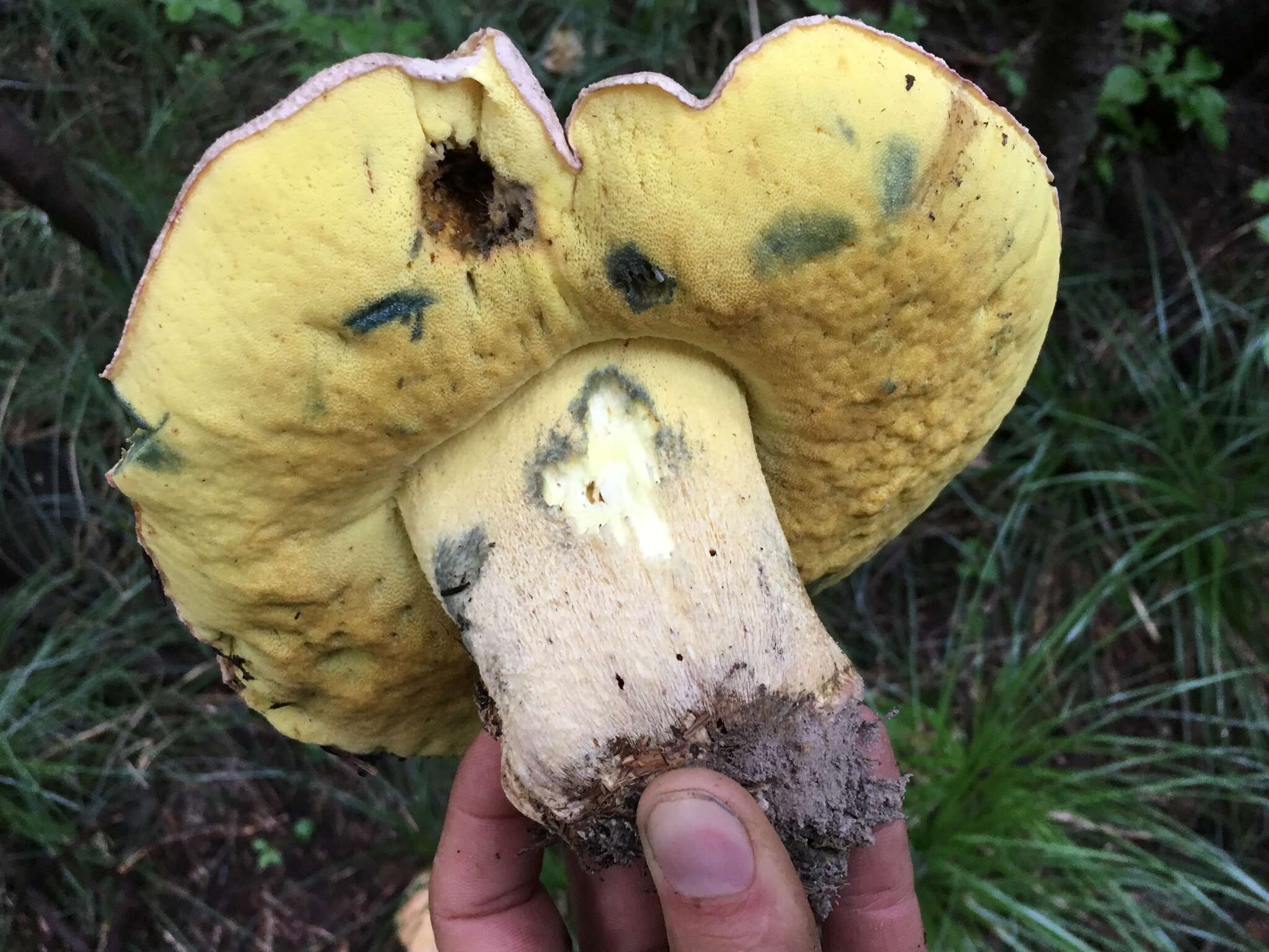 Image de Butyriboletus abieticola (Thiers) D. Arora & J. L. Frank 2014