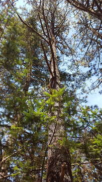 Image of Hickel's Fir