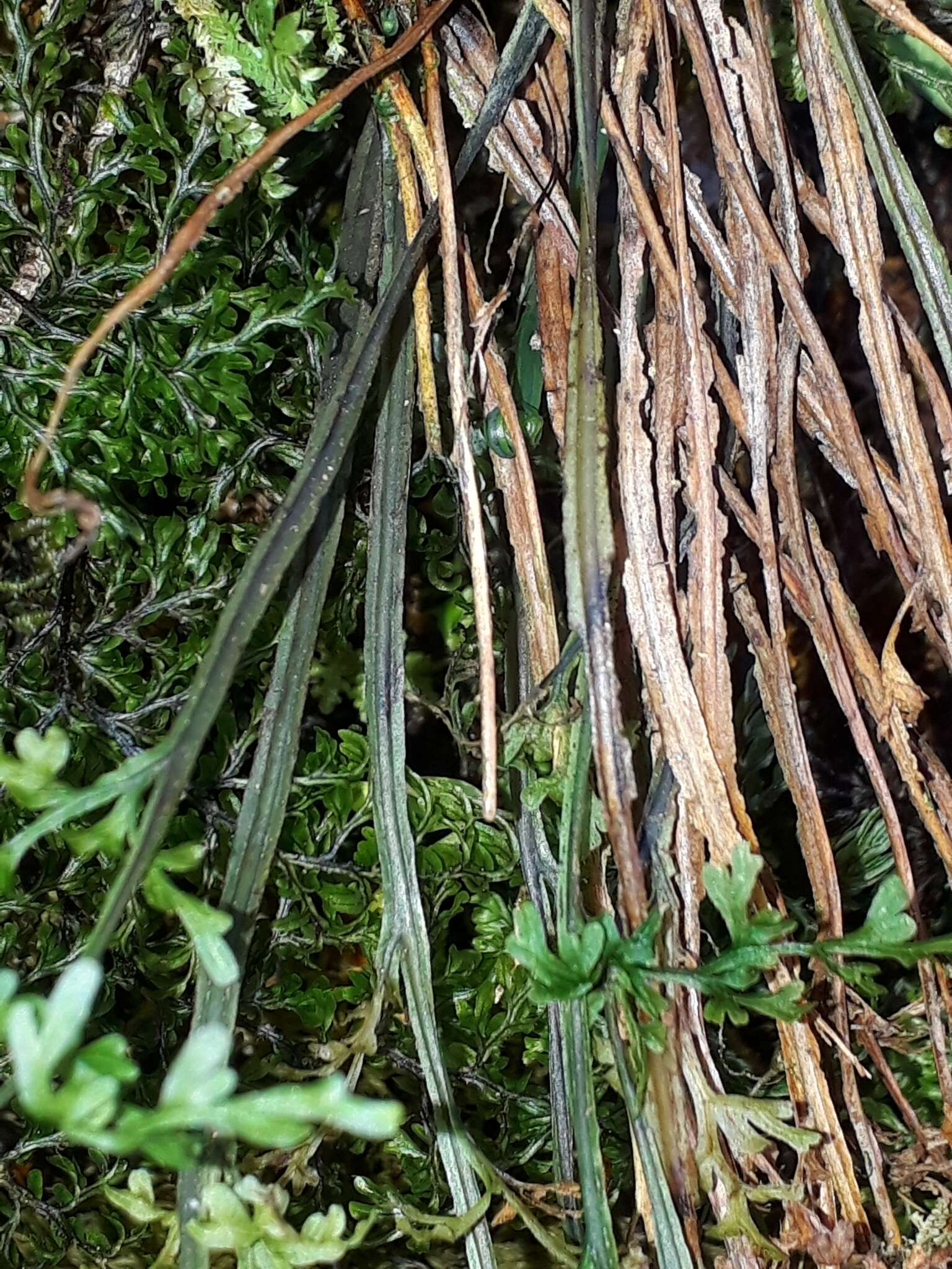 Image de Hymenophyllum pulcherrimum Col.