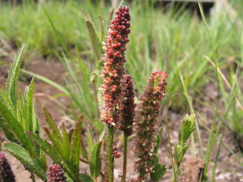 Imagem de Acalypha depressinervia (Kuntze) K. Schum.