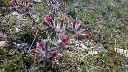 Image of Nonea taurica (Ledeb.) Ledeb.