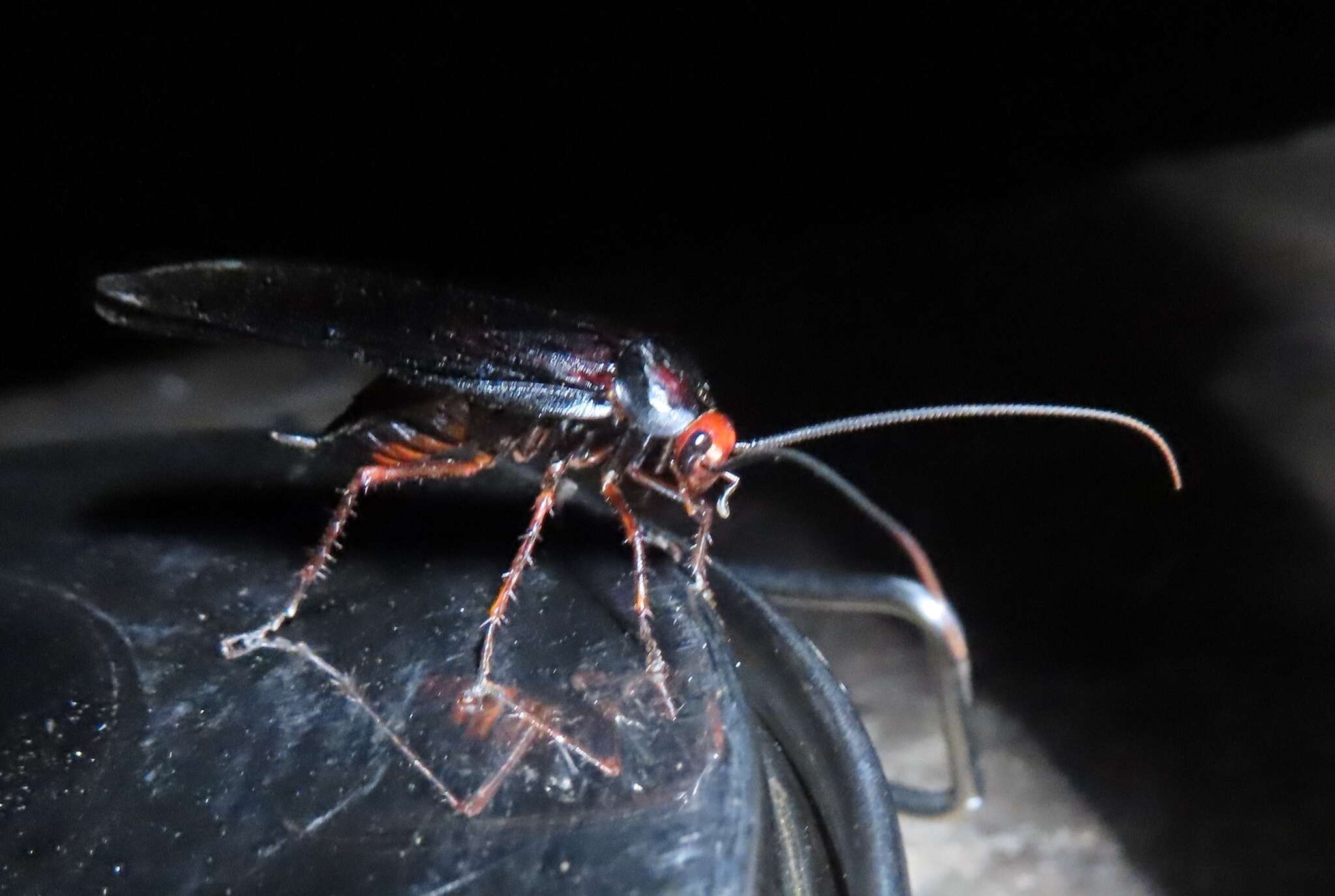 Image of Deropeltis erythrocephala (Fabricius 1781)