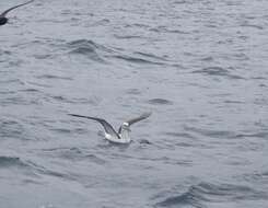 Image of Shy Albatross