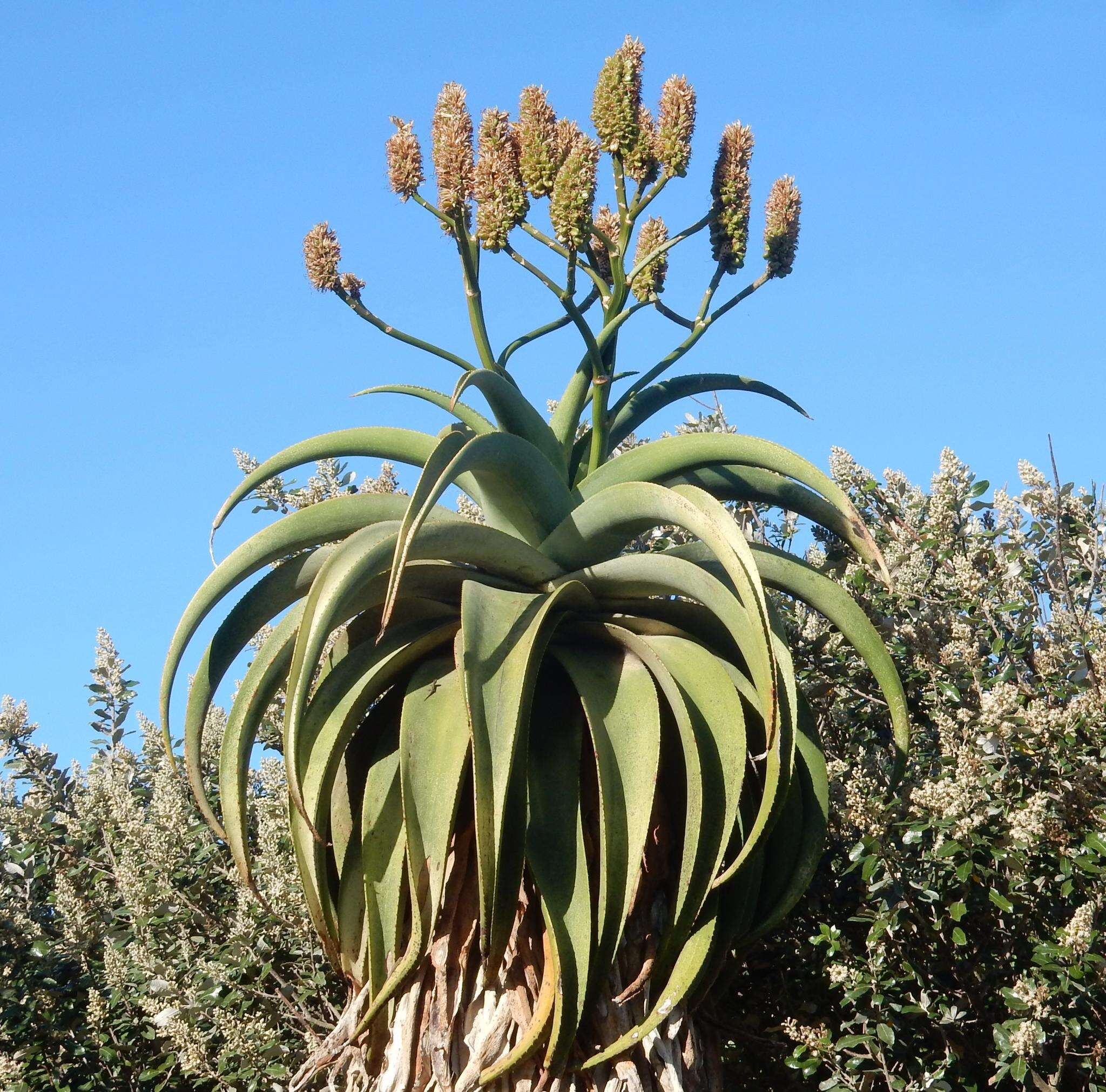 Plancia ëd Aloe thraskii Baker