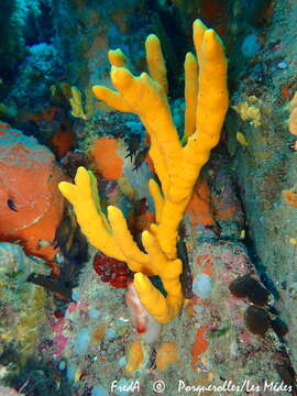 Image of common antler sponge