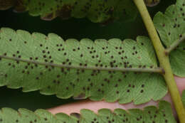 Image of Menisciopsis cyatheoides (Kaulf.) S. E. Fawc. & A. R. Sm.