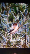 Image of Serinus canaria domestica