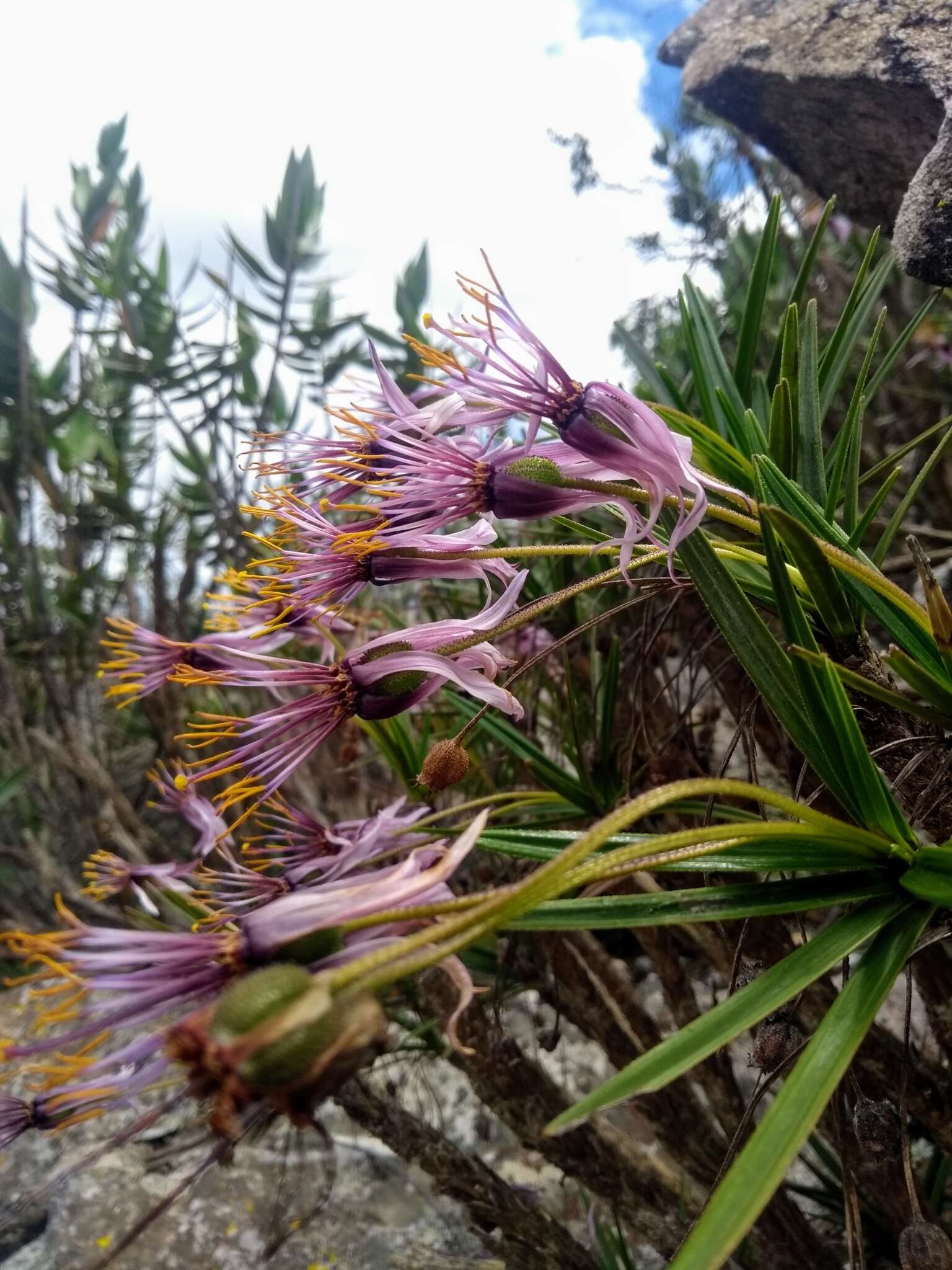 Image de Vellozia ornithophila Mello-Silva