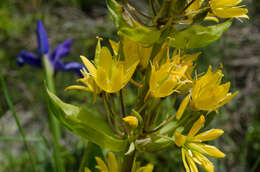 Image of Gentiana lutea subsp. montserratii (Vivant ex Greuter) A. M. Romo