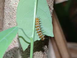 Image de Heliconius hermathena Hewitson 1853