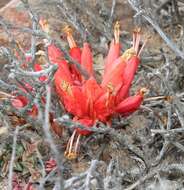 Image of Hyobanche glabrata Hiern