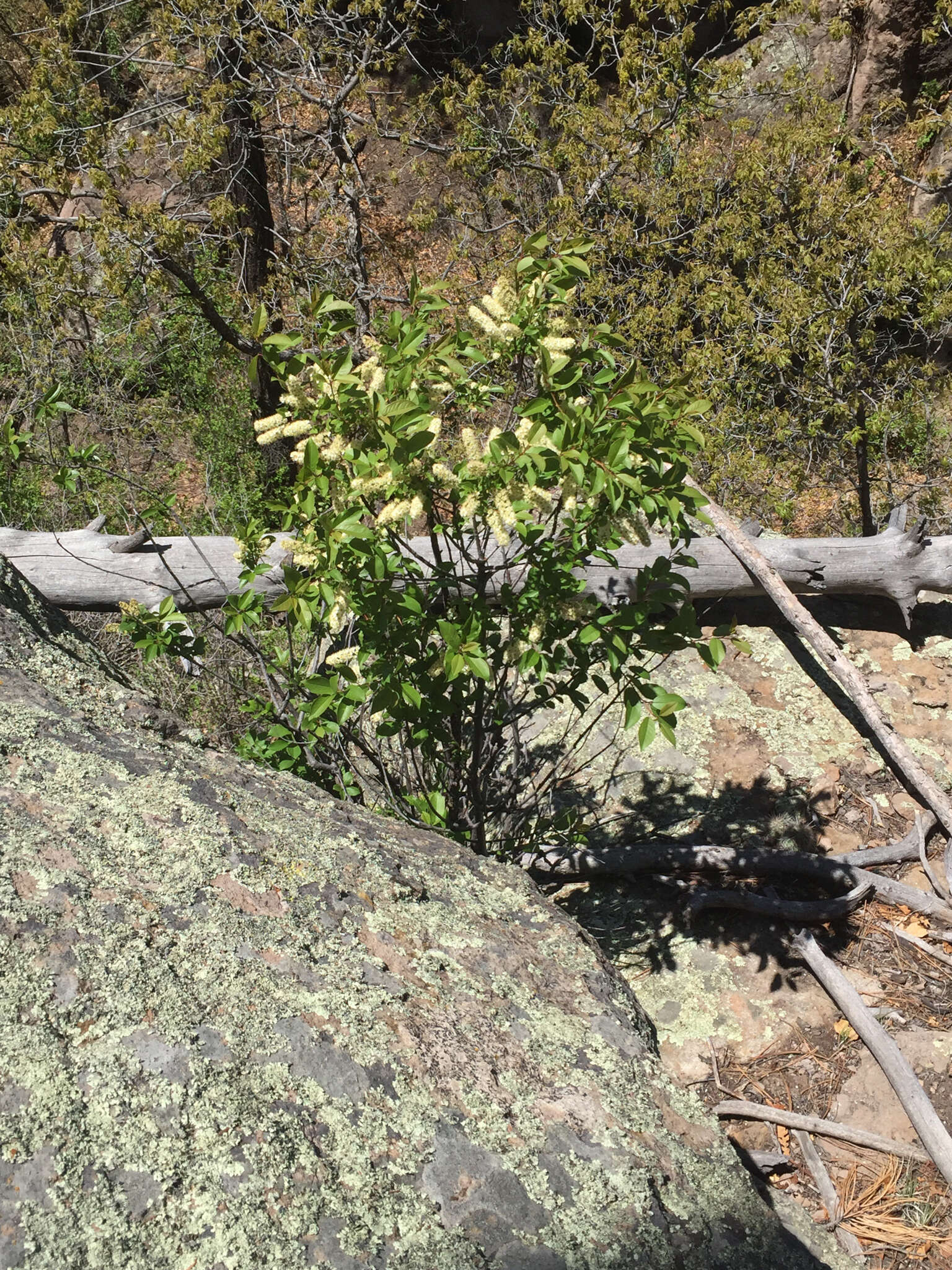 Imagem de Prunus virginiana var. melanocarpa (A. Nels.) Taylor & Mac Bryde