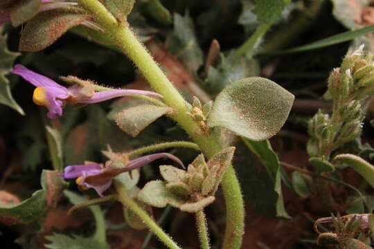 Image de Linaria reflexa (L.) Desf.