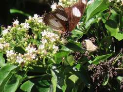 Imagem de Volkameria glabra (E. Mey.) Mabb. & Y. W. Yuan