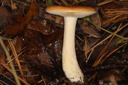 Image of Russula katarinae Adamčík & Buyck 2015