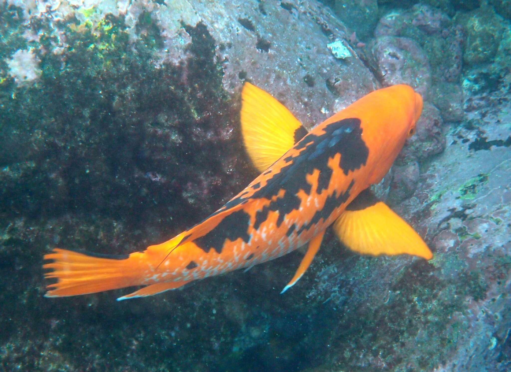 Image of Harlequin wrasse