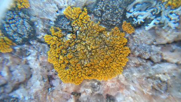 Image of orange lichen