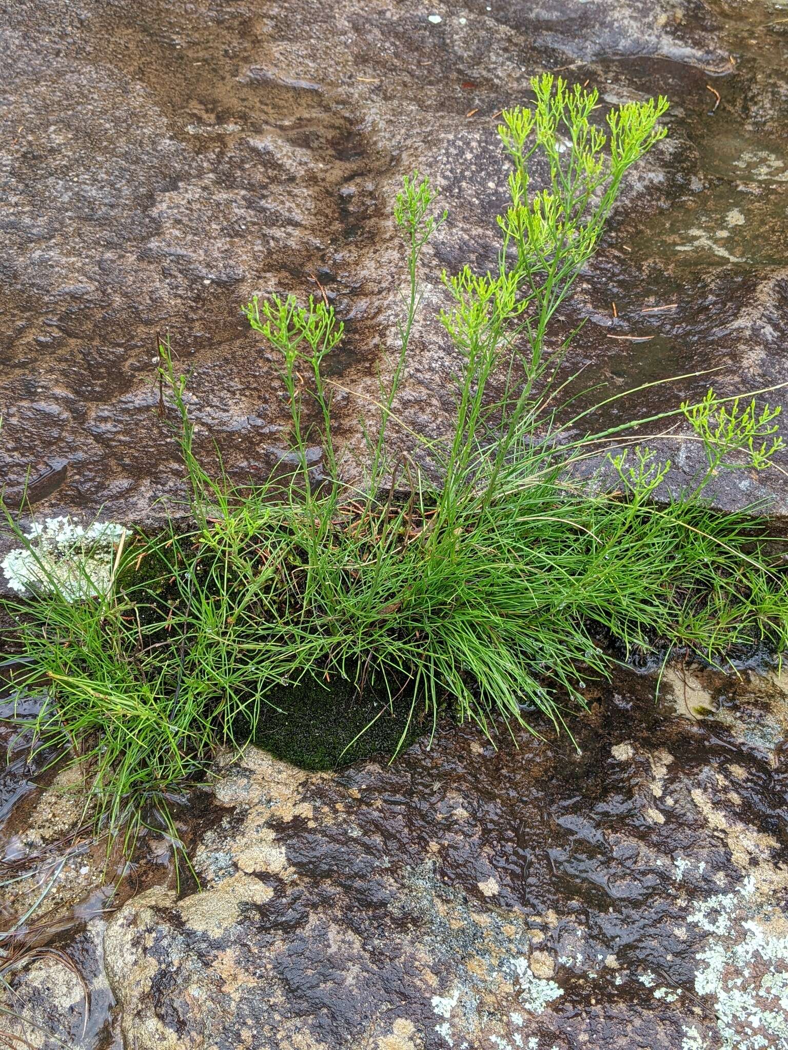 Image of Nuttall's rayless goldenrod