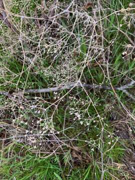 Image of Baby's breath