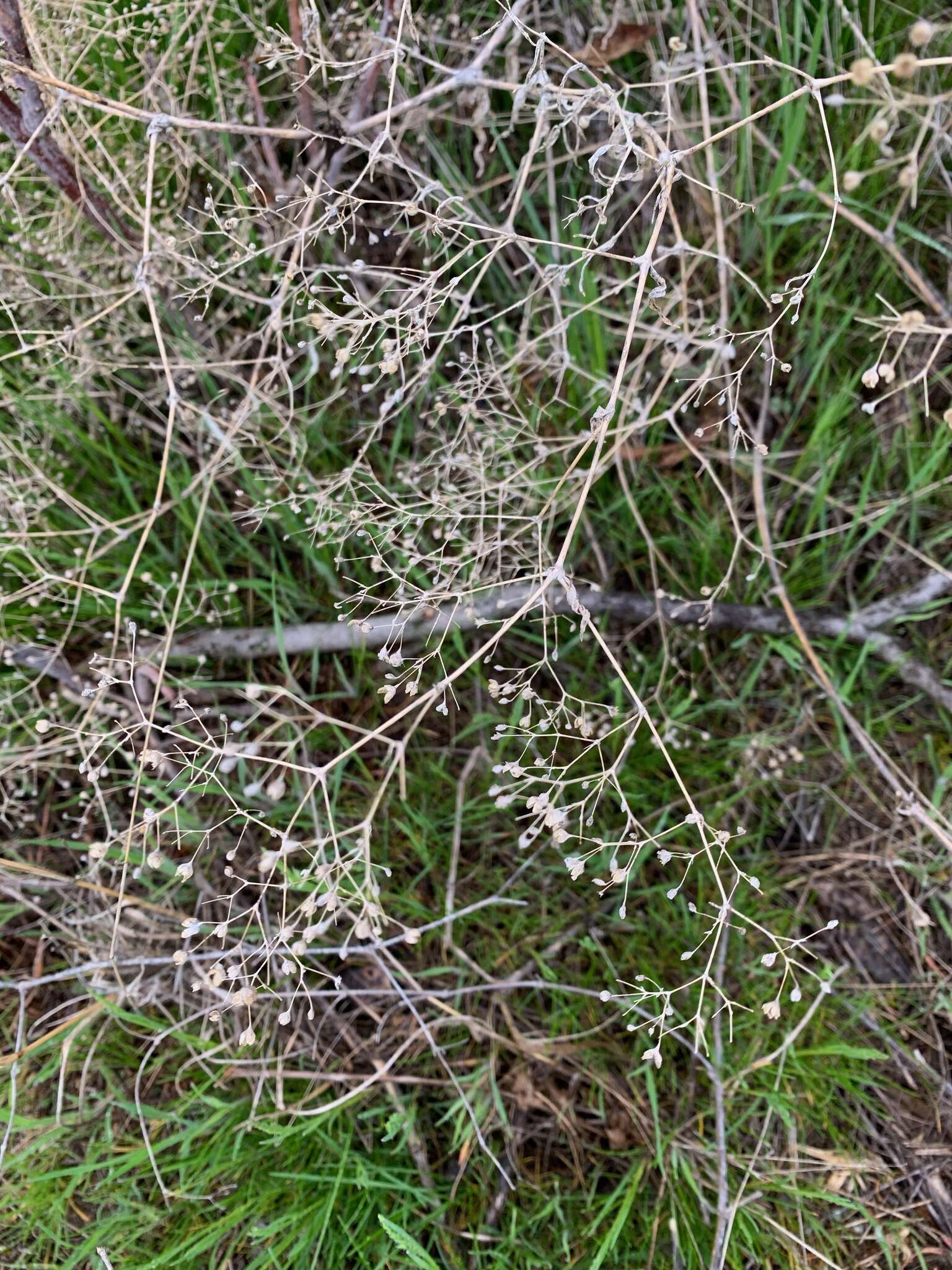 Imagem de Gypsophila paniculata L.