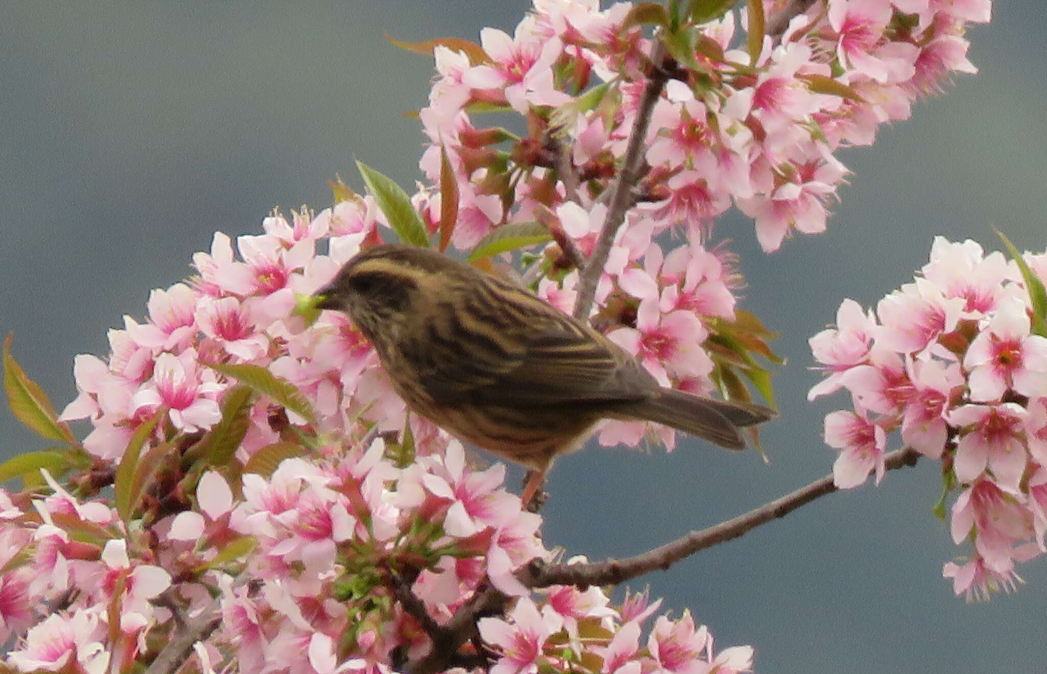 Image of Pink-browed Rosefinch