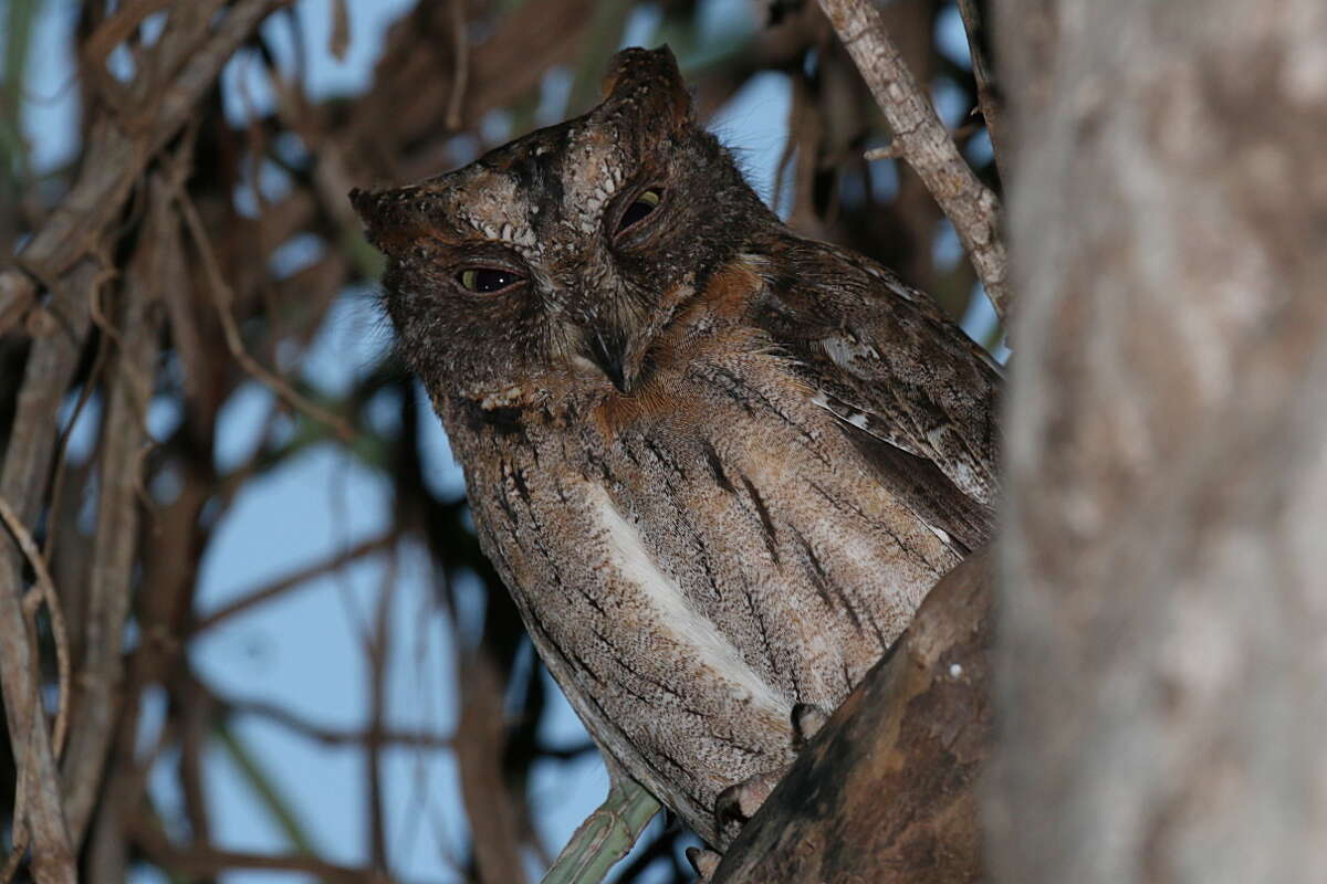 Image of Madagascar Scops-owl