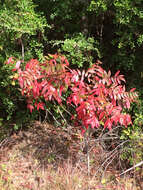 Rhus copallina L. resmi