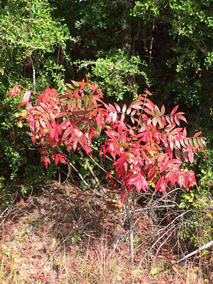 Rhus copallina L. resmi