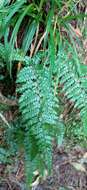 Image of Polystichum piceopaleaceum Tag.