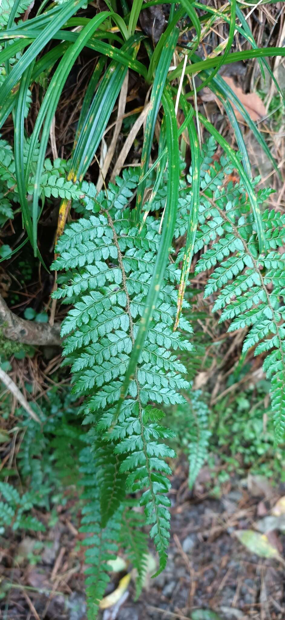 Imagem de Polystichum piceopaleaceum Tag.