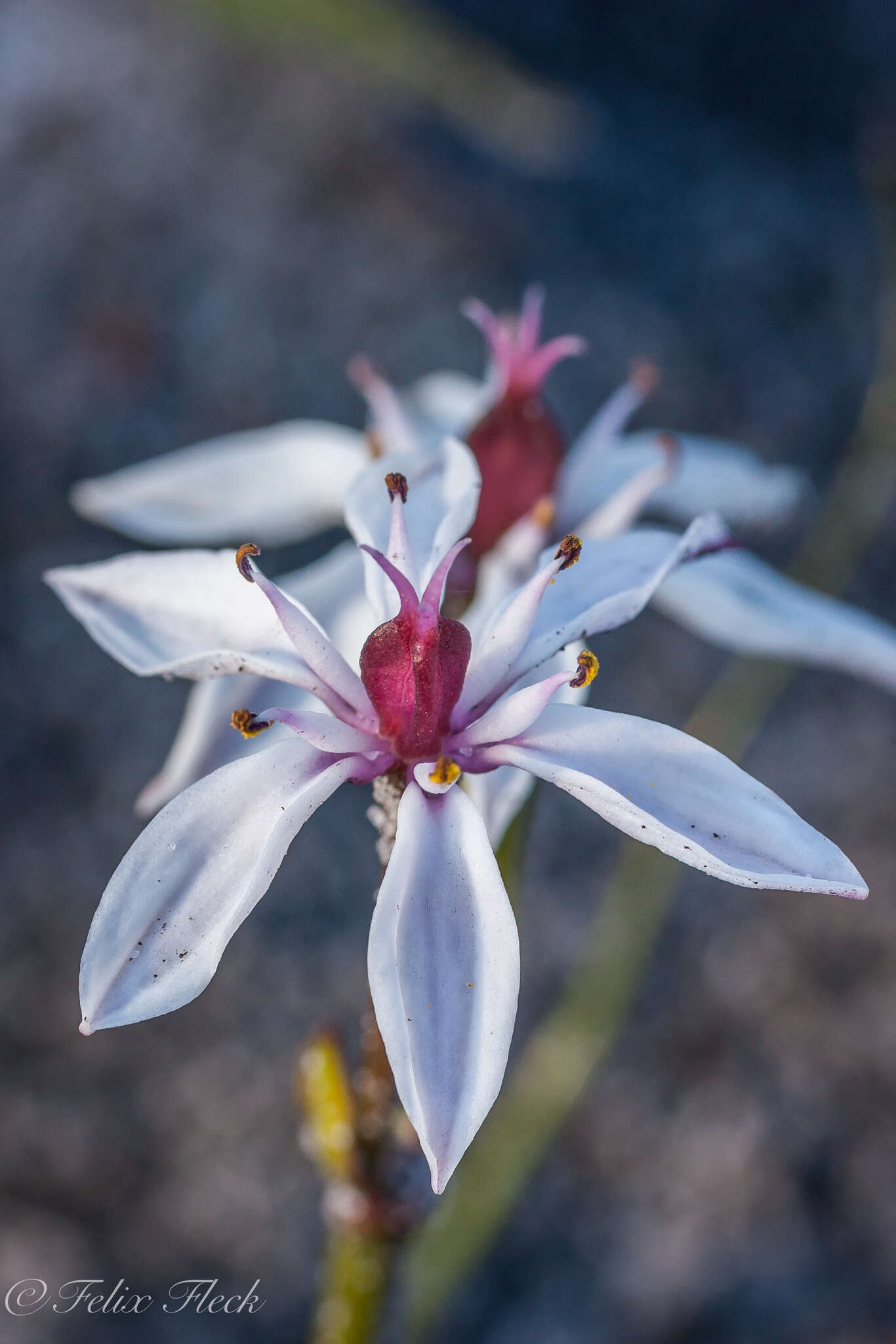 Image of Burchardia multiflora Lindl.