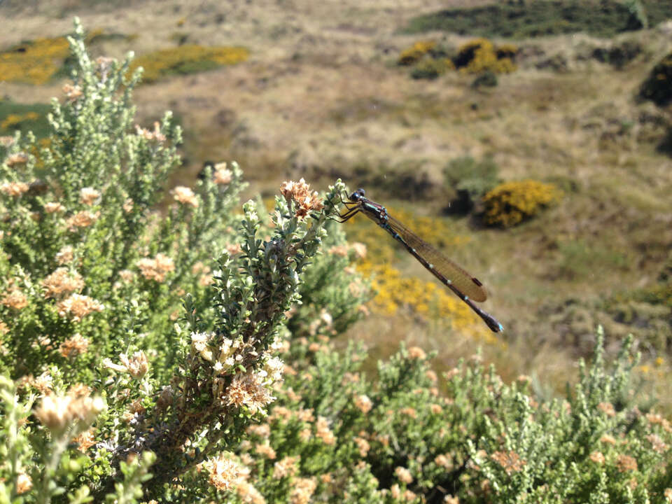 Image of Blue Damselfly