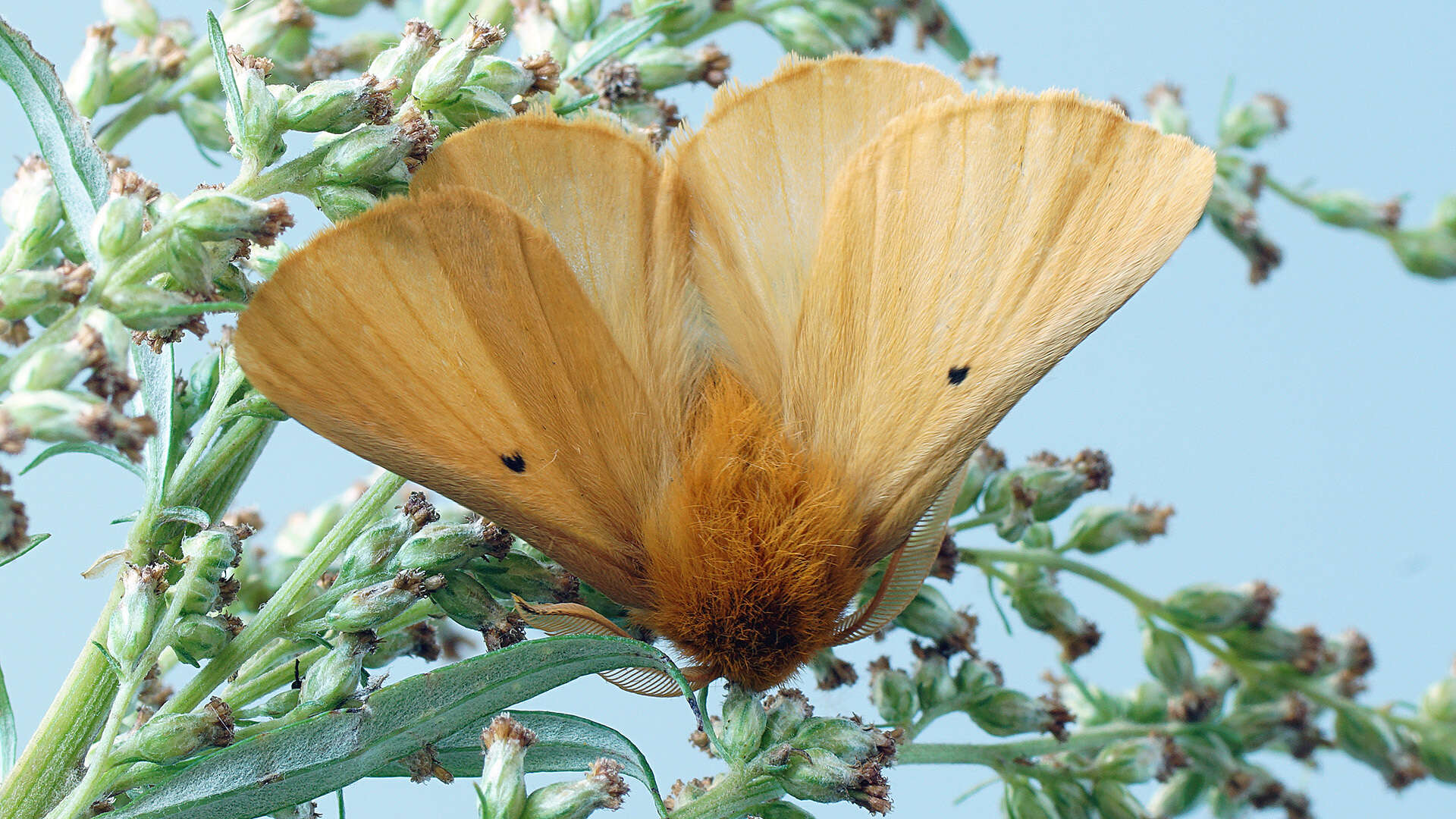 Lemonia taraxaci的圖片