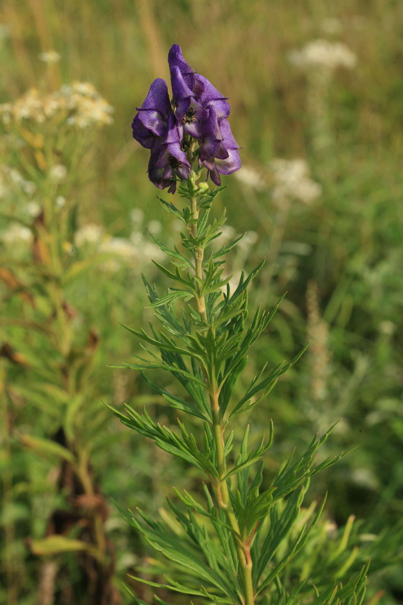 Sivun Aconitum sachalinense F. Schmidt kuva